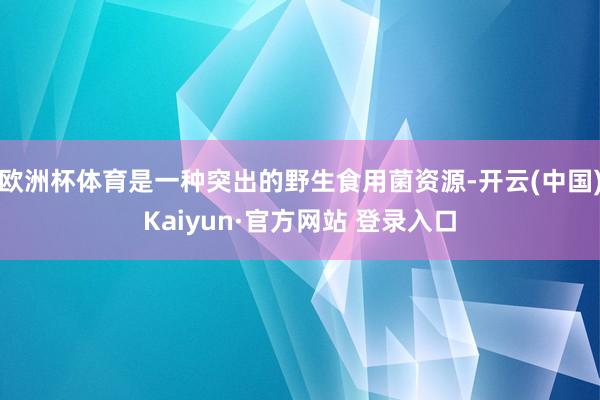 欧洲杯体育是一种突出的野生食用菌资源-开云(中国)Kaiyun·官方网站 登录入口